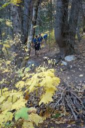 Fall thimbleberry color [sat oct 15 08:58:14 mdt 2016]